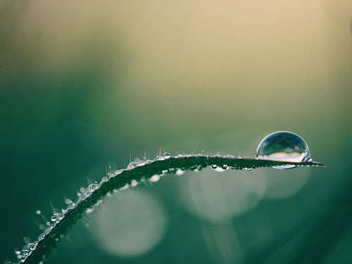 water macro photography of drop of water on top of green plant nature