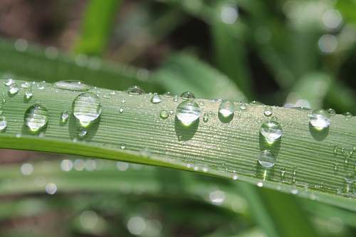 green macro photography of water droplets on green leaf nature
