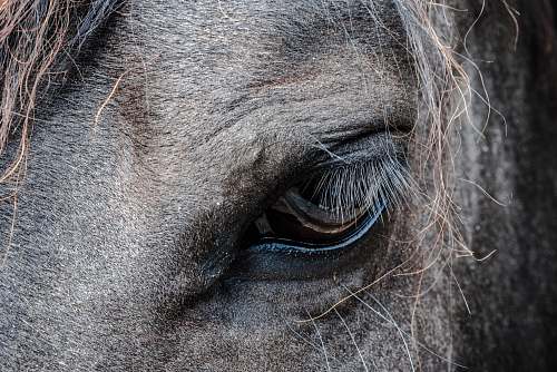 animal close-up photo of gray horse's eye horse