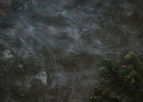 plant  tree