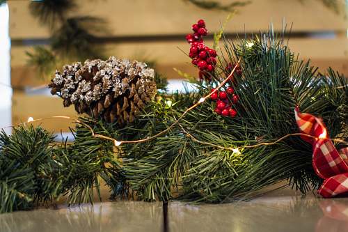 plant brown pine cone and yellow string lights jar
