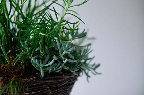 plant green succulents in brown wicker pot dill