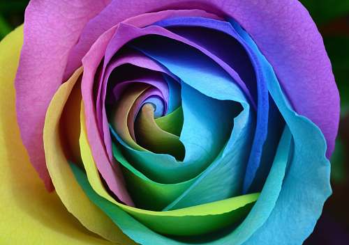 flower multicolored rose flower photo rose