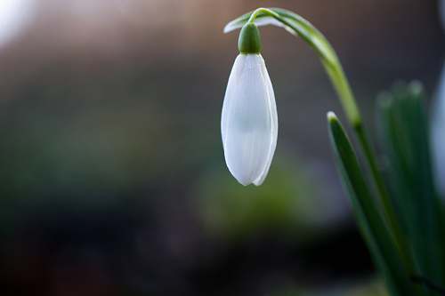 blossom about to bloom white petaled flower plant