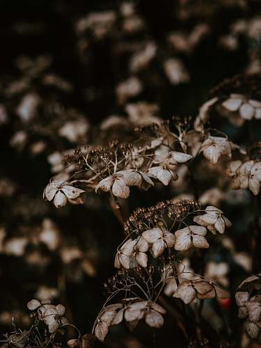 plant brown plant blossom