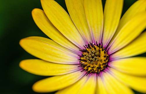 blossom close photography of yellow and purple petaled flower yellow