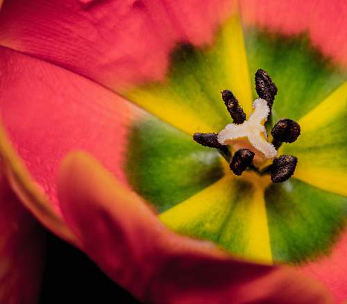 blossom closeup photo of pink and green petaled flower macro