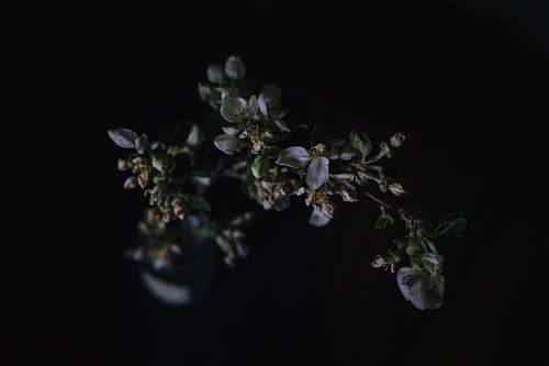 blossom closeup photography of bloomed flowers wilted flower