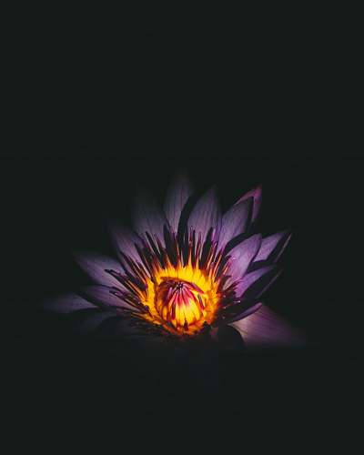 hd closeup photography of flower petal