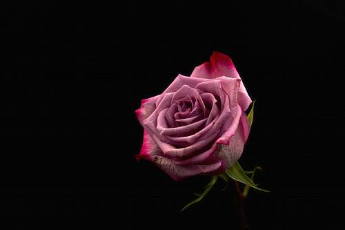 rose closeup photography of red rose blossom