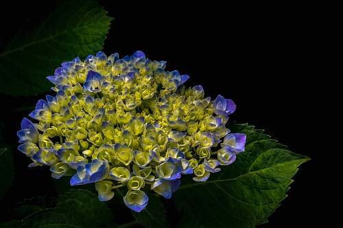 plant cluster of purple and green petaled flower blue