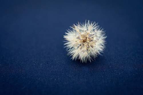 dandelion dandelion leaf blue