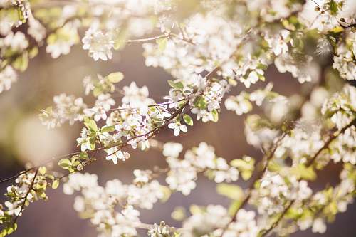 plant depth of field photography of white petaled flowers blossom
