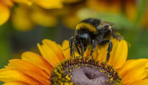 bee focus photo of bee on sunflower pollen