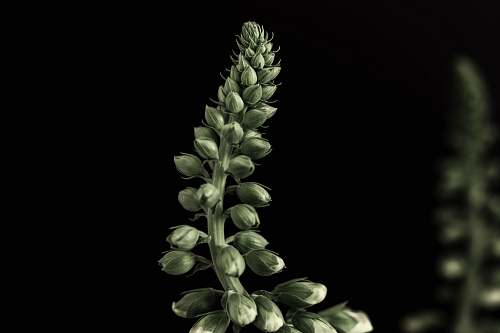 plant green flower bud flora