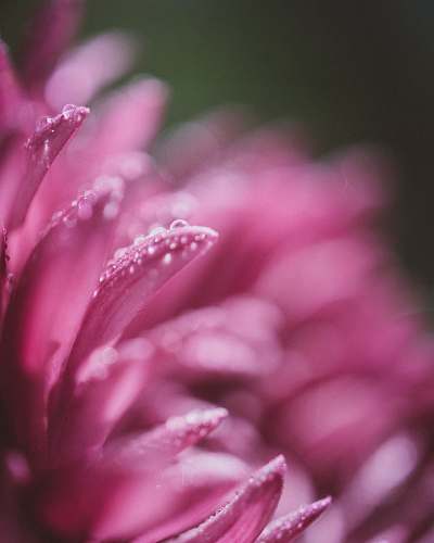 petal macro photography of pink clustered flower with water dews pink