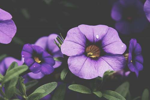 flora macro photography of purple petaled flower purple