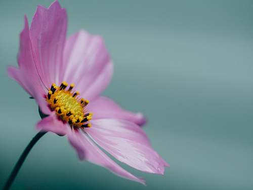 nature macro shot photography of pink petals flower cosmos