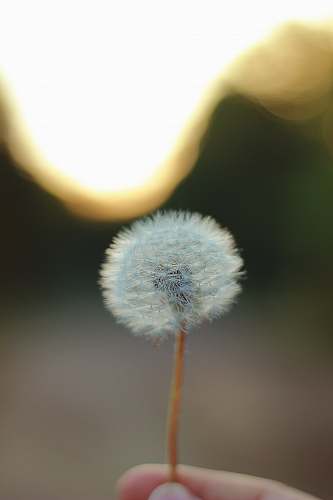 dandelion person holding dandelion flower nature