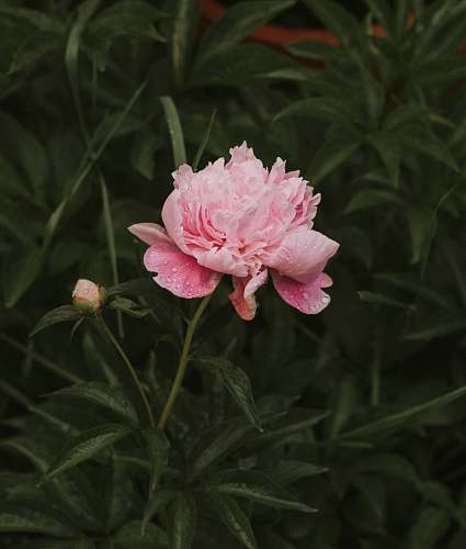 peony pink petaled flower at daytime plant