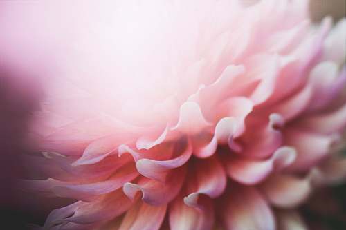 plant pink petaled flower pink