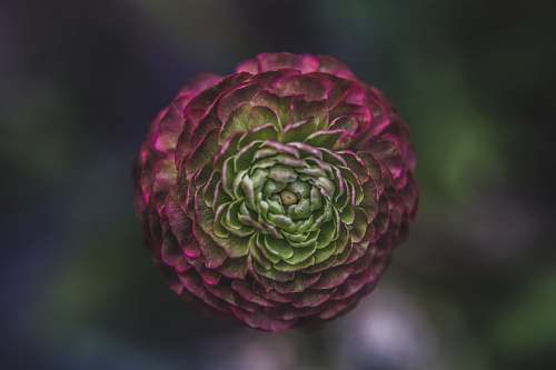 nature red and green flower floral