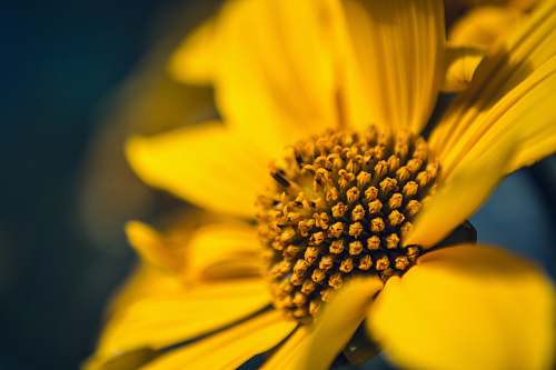 yellow selective focus closeup photography of yellow flower on bloom blossom
