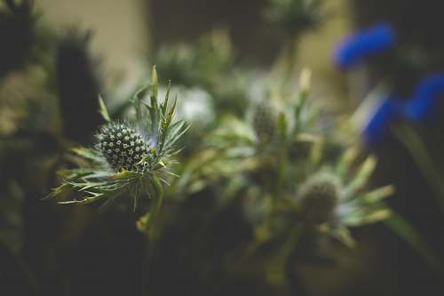 plant selective focus photo green leaf plant thistle