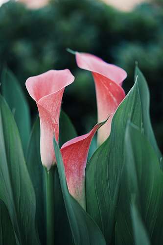 plant selective focus photography of pink petaled flower flora