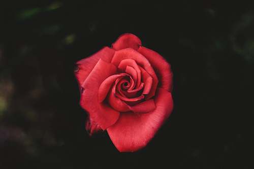 rose selective focus photography of red rose plant
