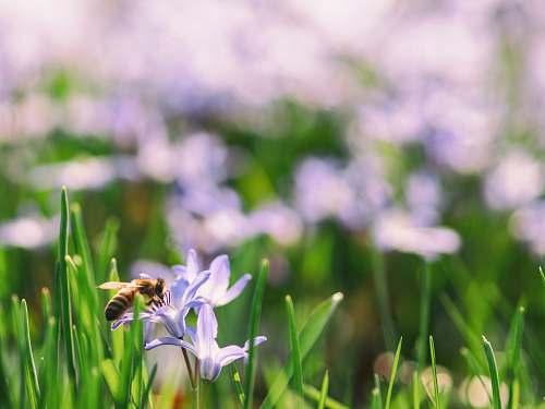 insect shallow focus of brown bee on blue flower bee
