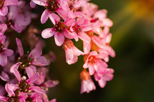 italy shallow focus photography of pink flowers human