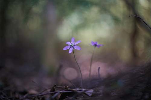 finland shallow focus photography of purple flower blossom