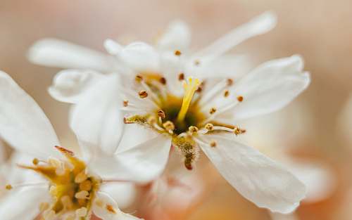 white shallow shot of white flowers sweden
