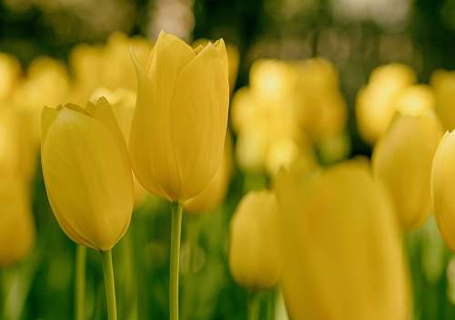 tulip tilt shift lens photography of yellow tulips flora