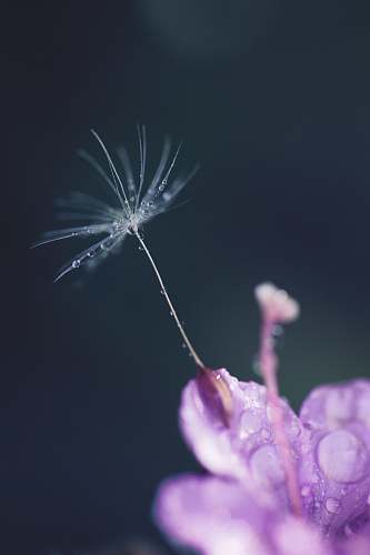 plant water droplets on white and purple flower in macro shot photography blossom