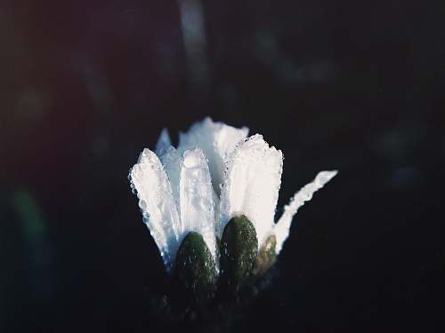 dew white flower with rain drops white flower