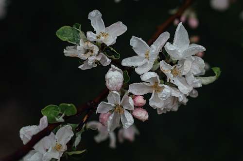 plant white flowers blossom