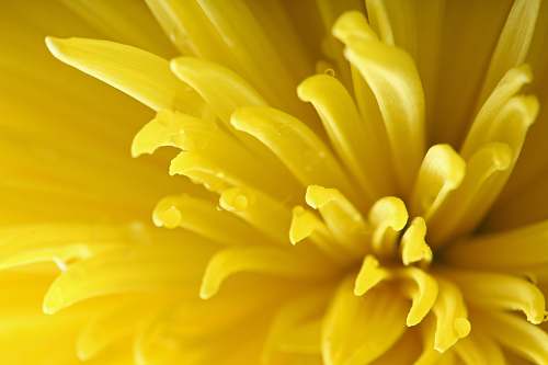 yellow yellow petal flower blossom