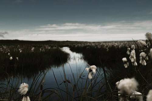 flowers body of water under gray sky smoke