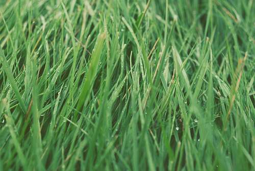 plant green grasses flora
