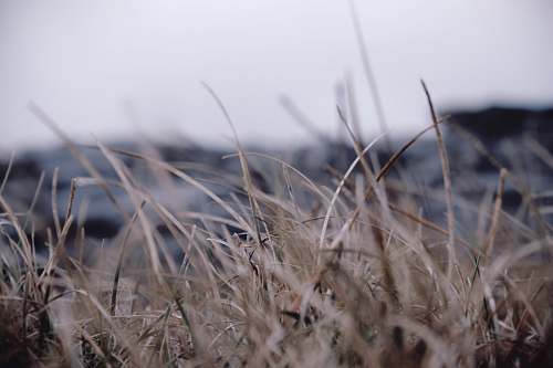 grey selective focus photography of grass field nature