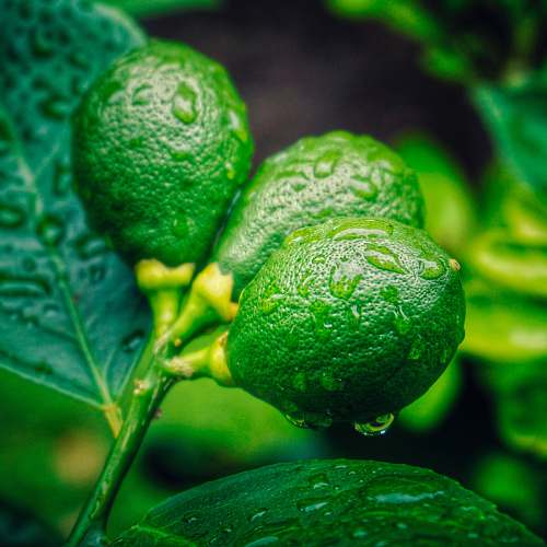 plant close-up photo of green lemon with drops of water during daytime lime