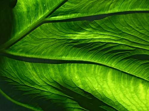 texture closeup photo of green leaf leaf