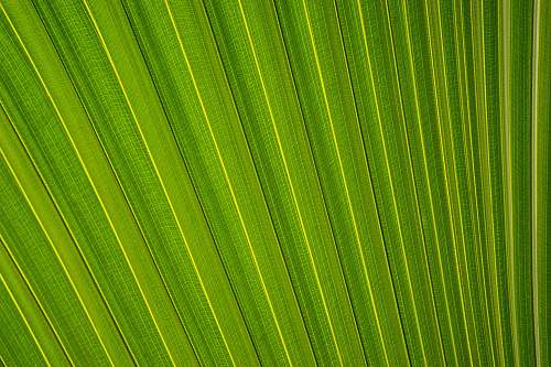 pattern closeup photography of fan palm leaf leafe