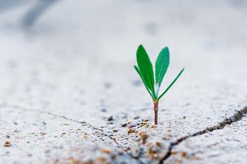 plant geen plant sprout growth