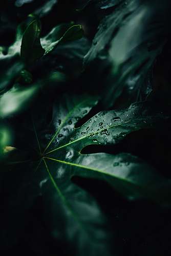 plant low-light photo of water drops on leaf water