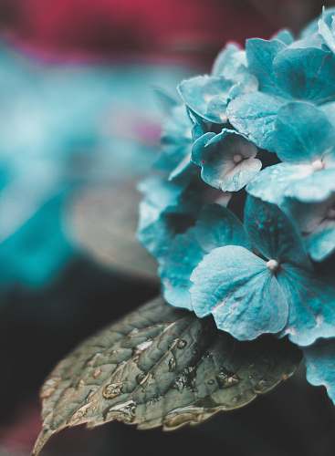 flower macro photography of blue flowers nature
