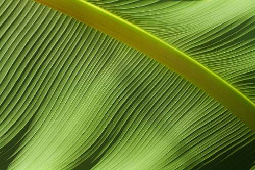 texture macro photography of green banana leaf nature