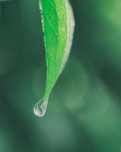 water photography of green leaf droplet